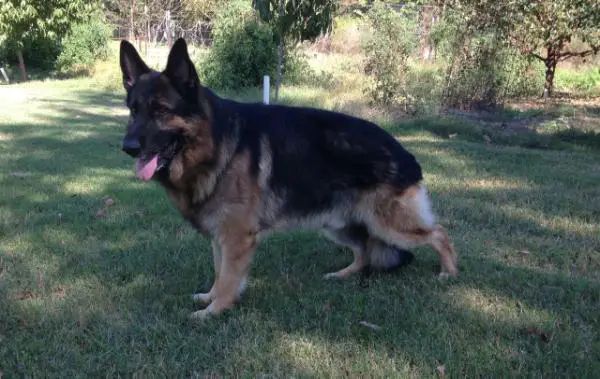 Black metzner dog hot sale