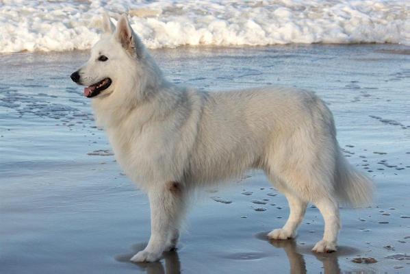 Snowy river white swiss hot sale shepherds