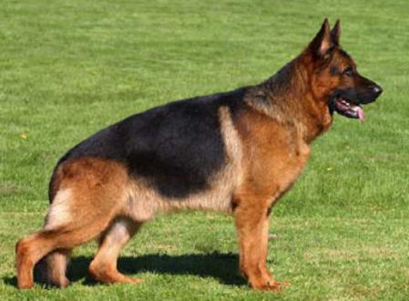 Kirchenwald german best sale shepherds