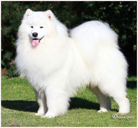 Vanderbilt deals samoyeds price