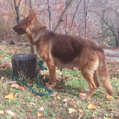 german shepherd chocolate