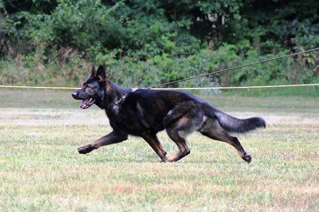 ukc german shepherd