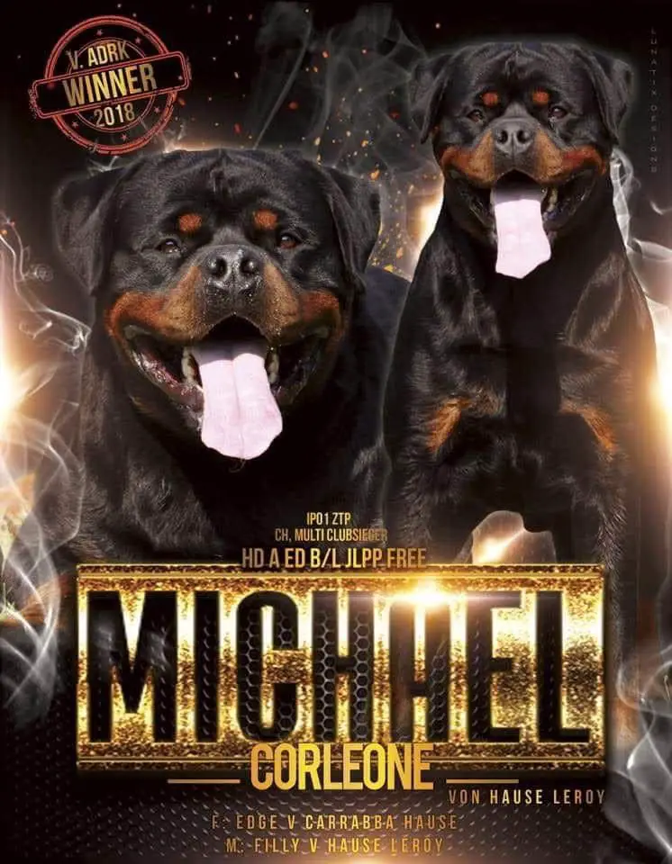 Vanaheim Notorious BIG (AI) Vanaheim Rottweilers