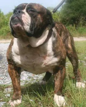 Old best sale english pitbull