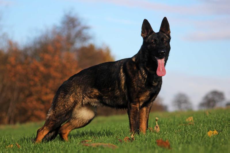 Perfect Perfume Perfect Perfume