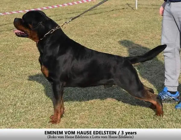 Eminem vom Hause Edelstein