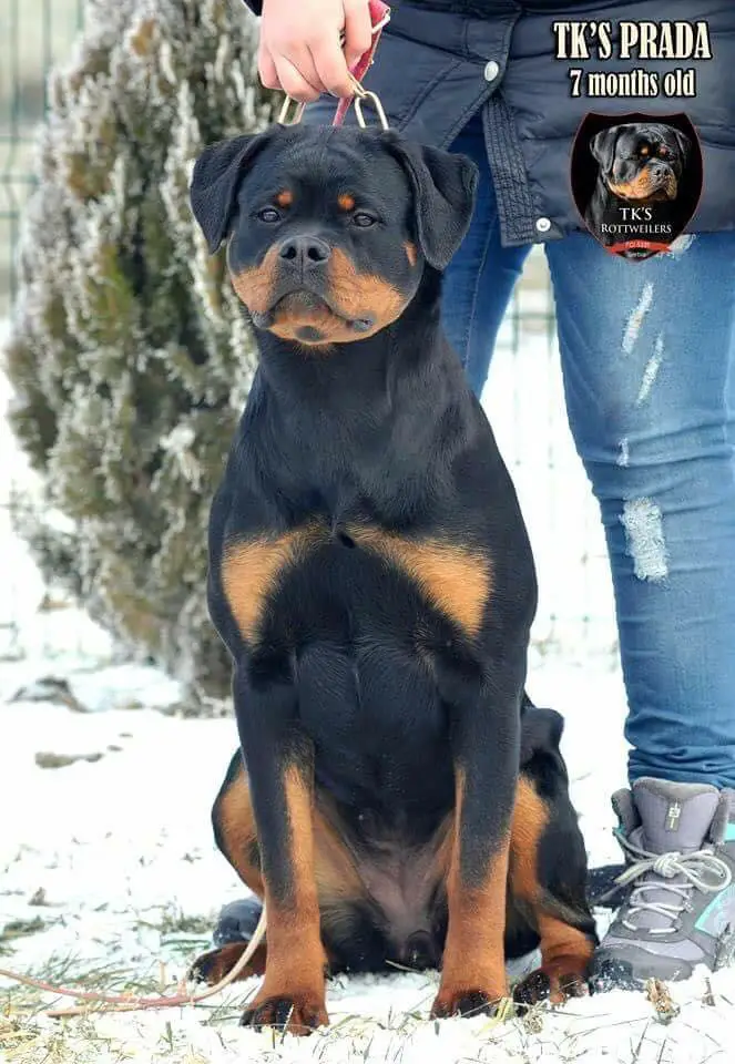 TK'S PRADA