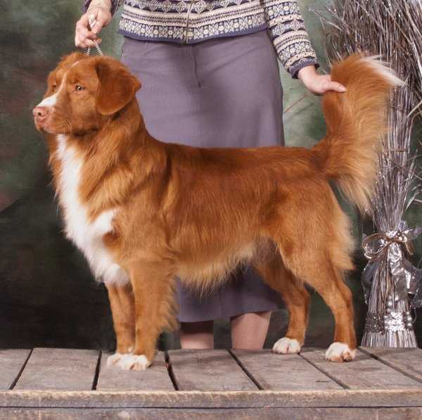 Nova scotia duck tolling retriever best sale akc