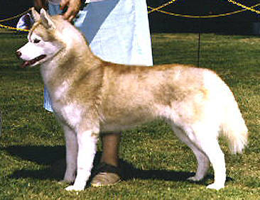 Blonde husky best sale