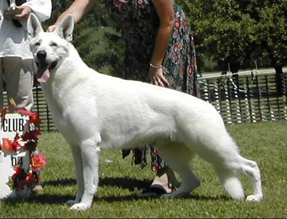 ukc white shepherd