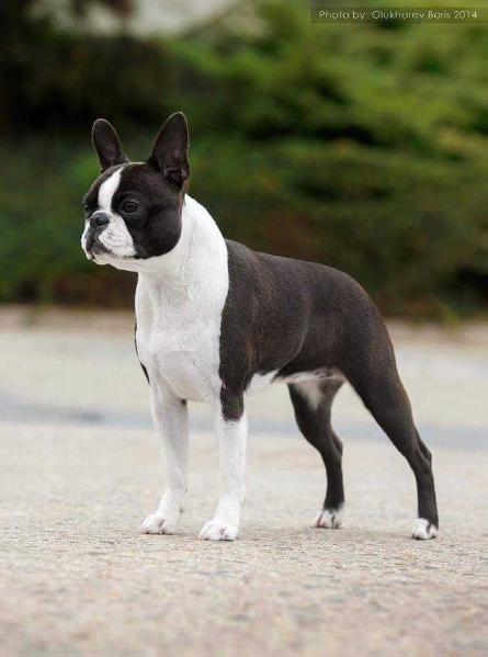 Crufts sales boston terrier