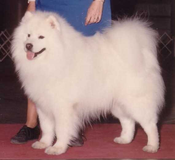 Tuffy dog on sale
