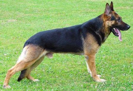 Knpv sales german shepherd