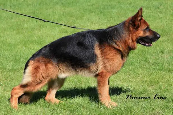 Titan sales german shepherd