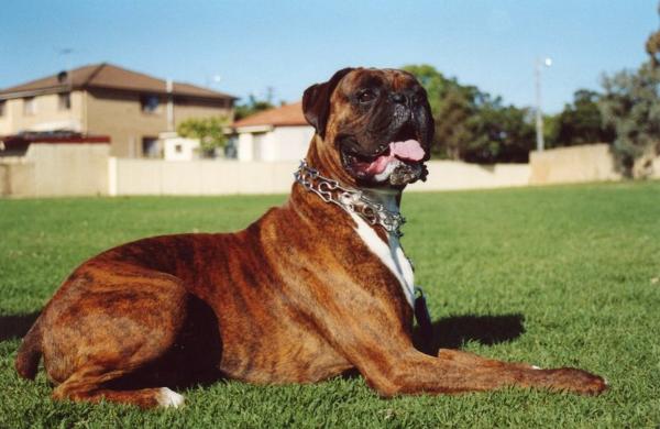 Boxer deals pedigree database