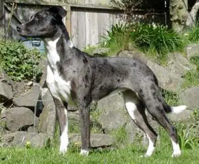 Tasso catahoula deals for sale