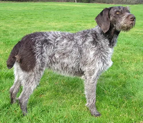started german wirehaired pointer