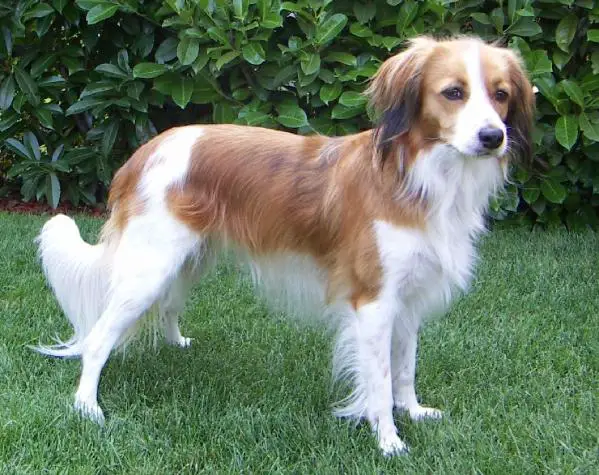 Kooikerhondje puppy store for sale