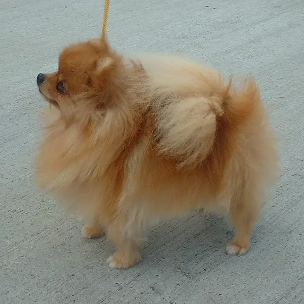 Pedigree pomeranian shop