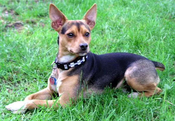 Rat terrier german shepherd sales mix
