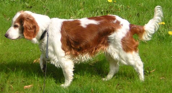 Springer spaniel pedigree sales database