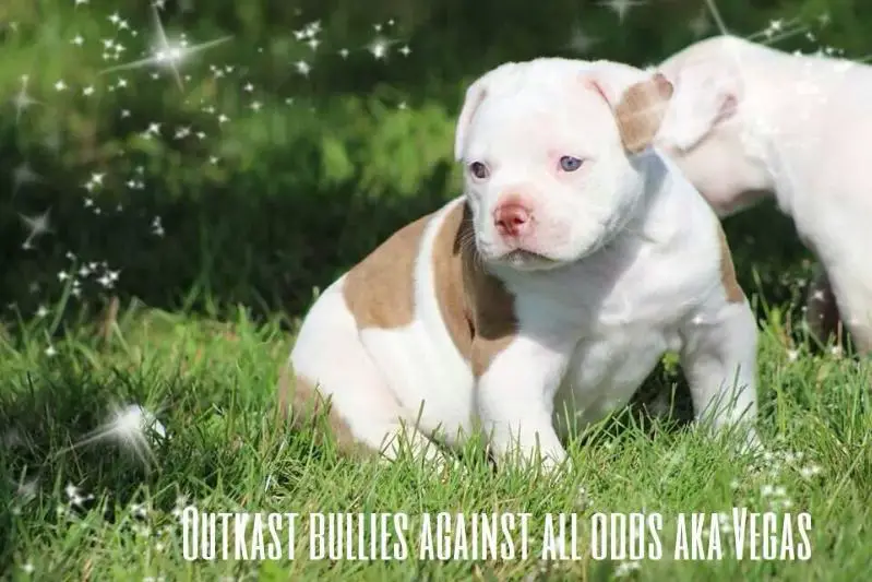 outkast kennels