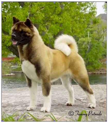Buckridge akitas online