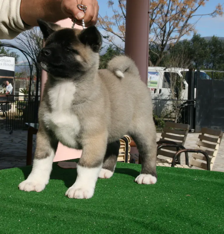 Danti akitas sales