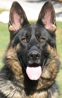 Our Gorgeous Buszke, Impressive at 1yr Old