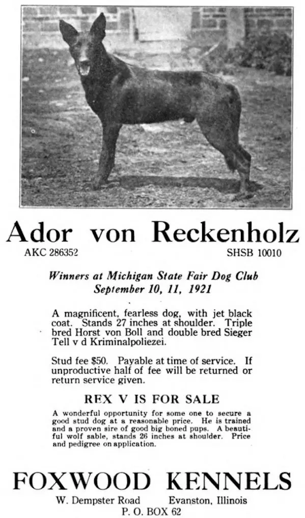 foxwood kennels puppies for sale