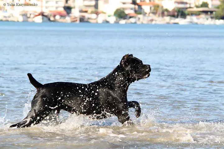 Cane Corso