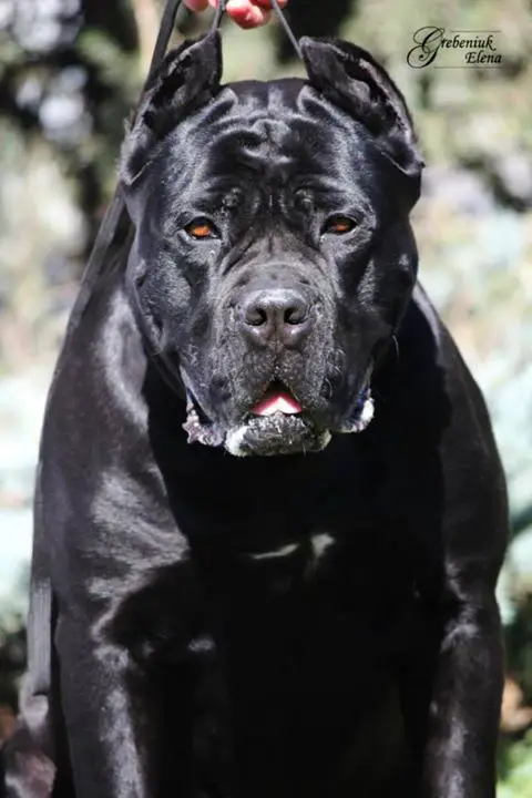 Cane Corso