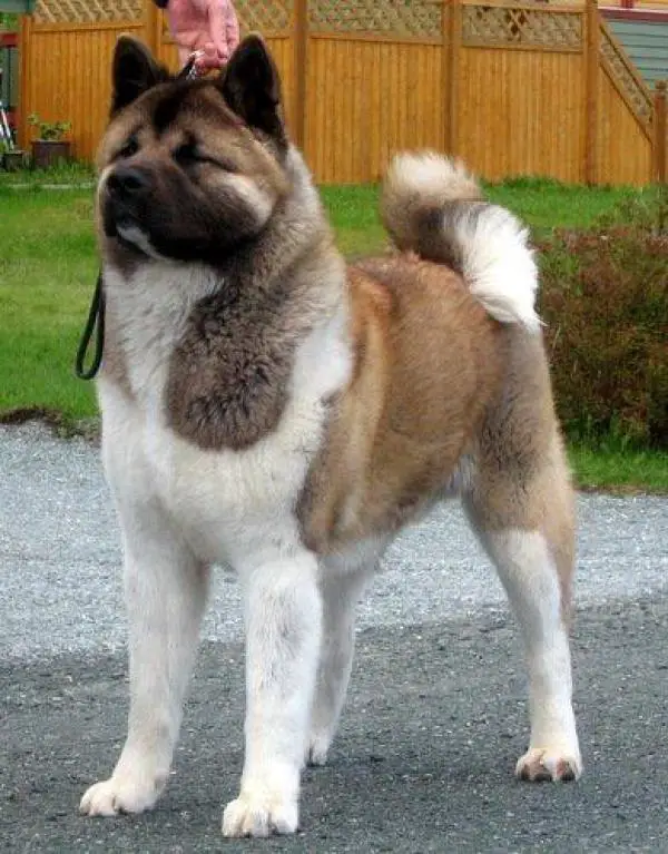 nosferatu akitas