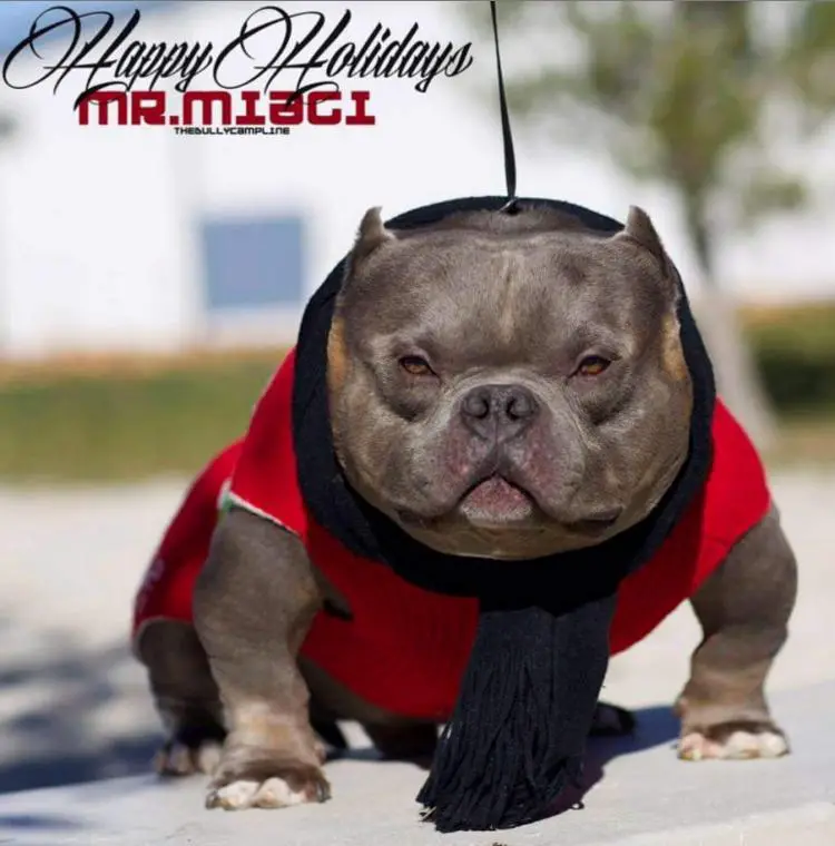 Miagi clearance bloodline kennels