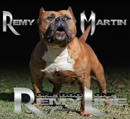 Remy sales martin pitbull