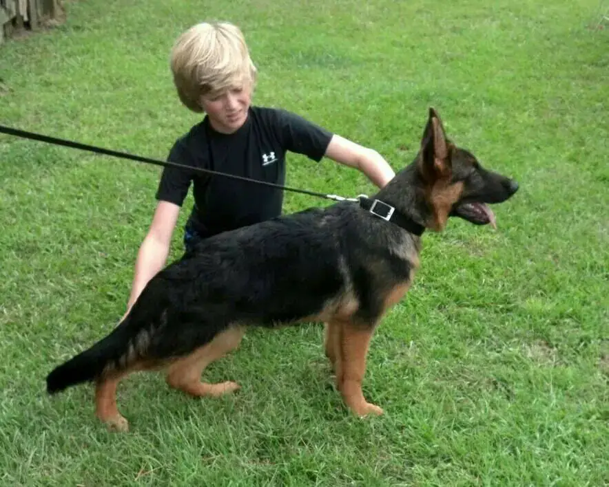 el divo german shepherds