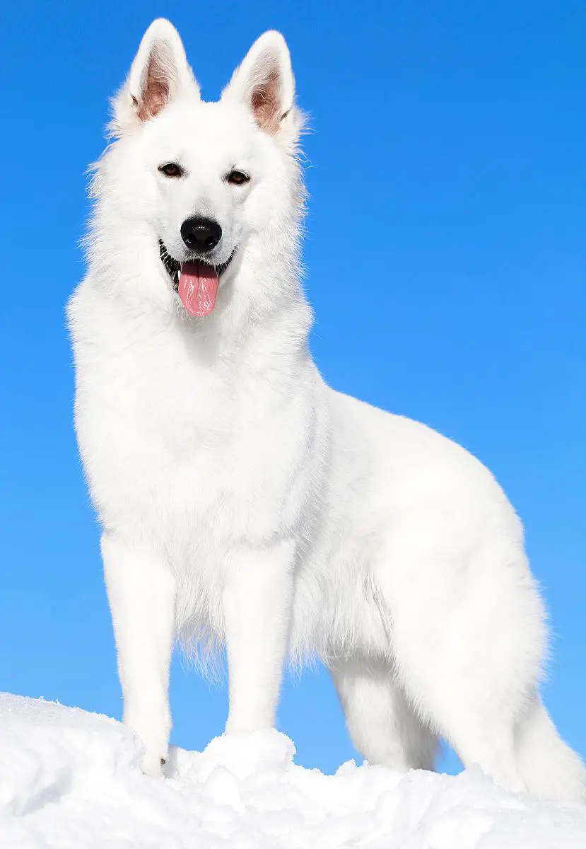 White Shepherd