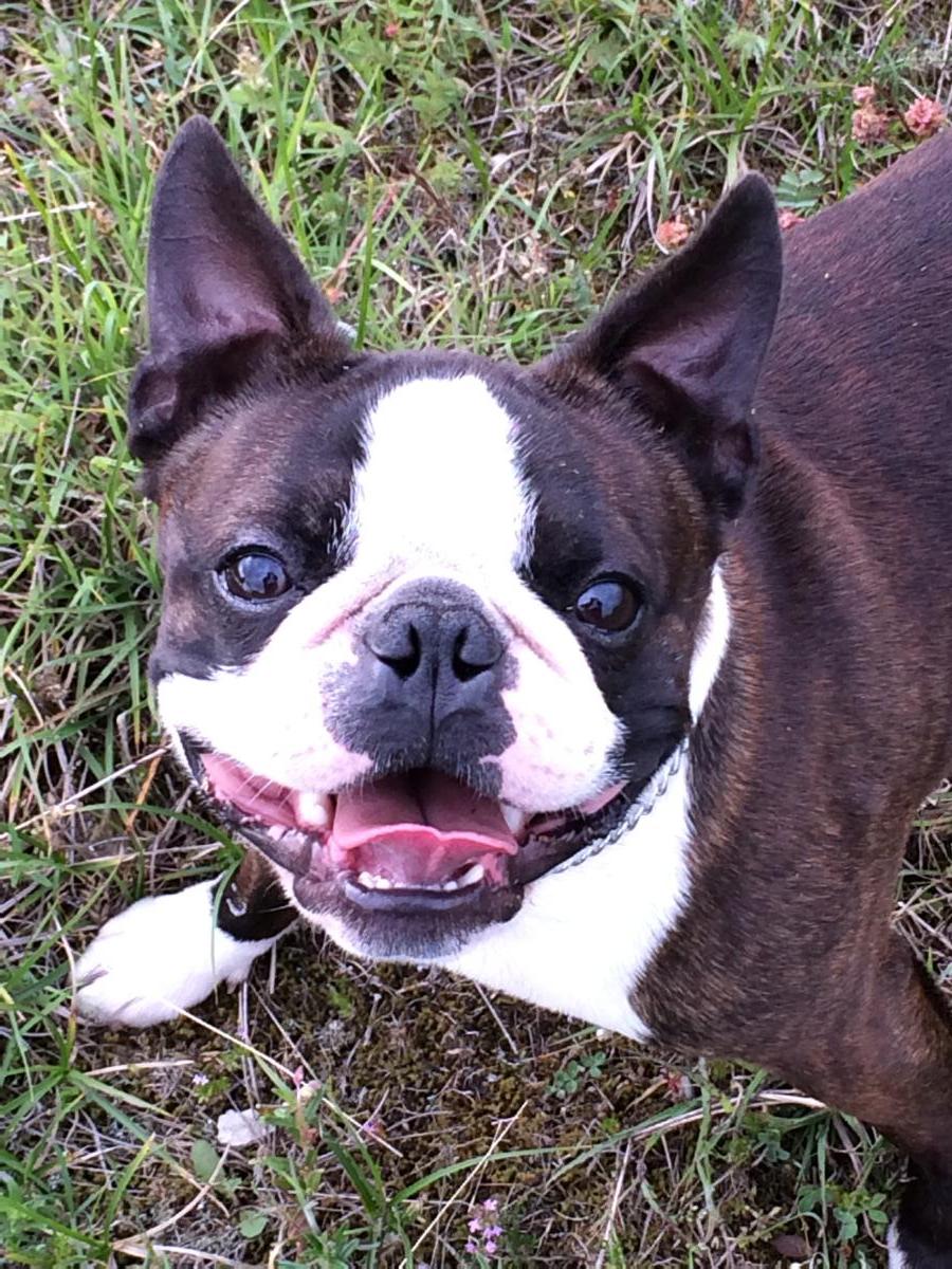 Boston Terrier