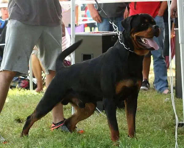 Rottweiler