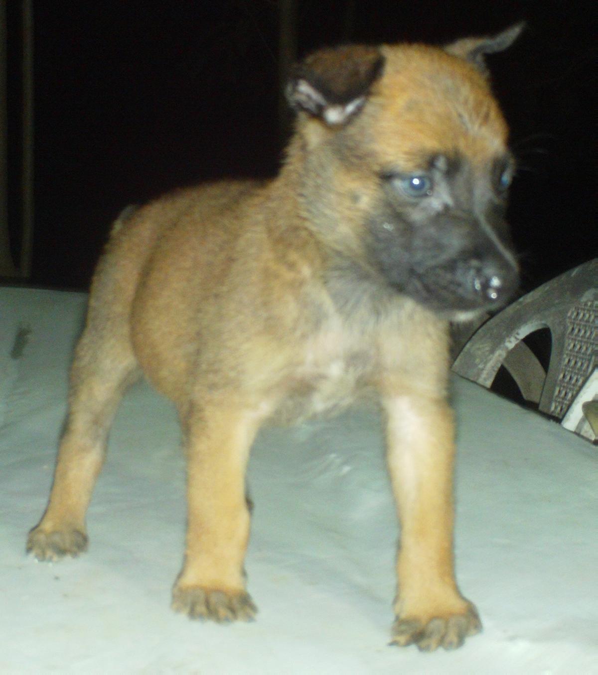 Belgian Malinois