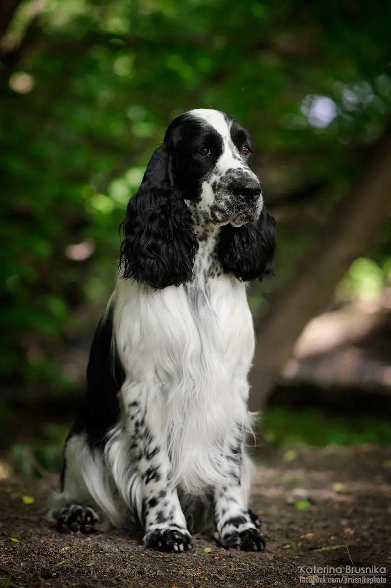 Springer spaniel shop pedigree database
