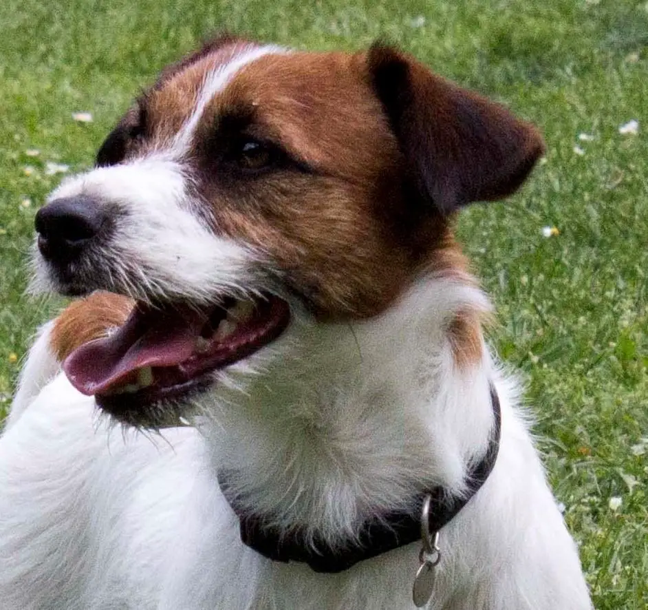 beswick jack russell terrier