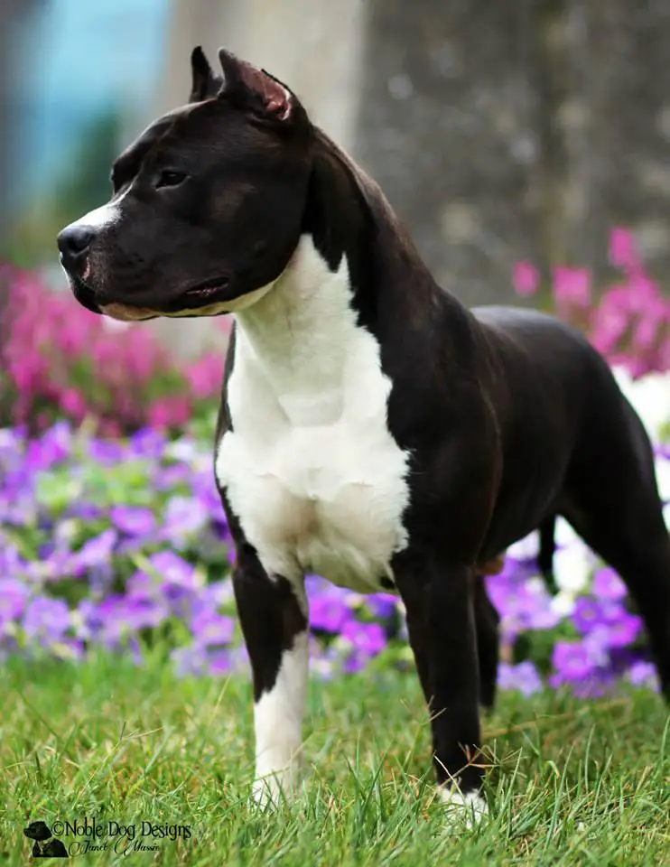 royal court amstaffs