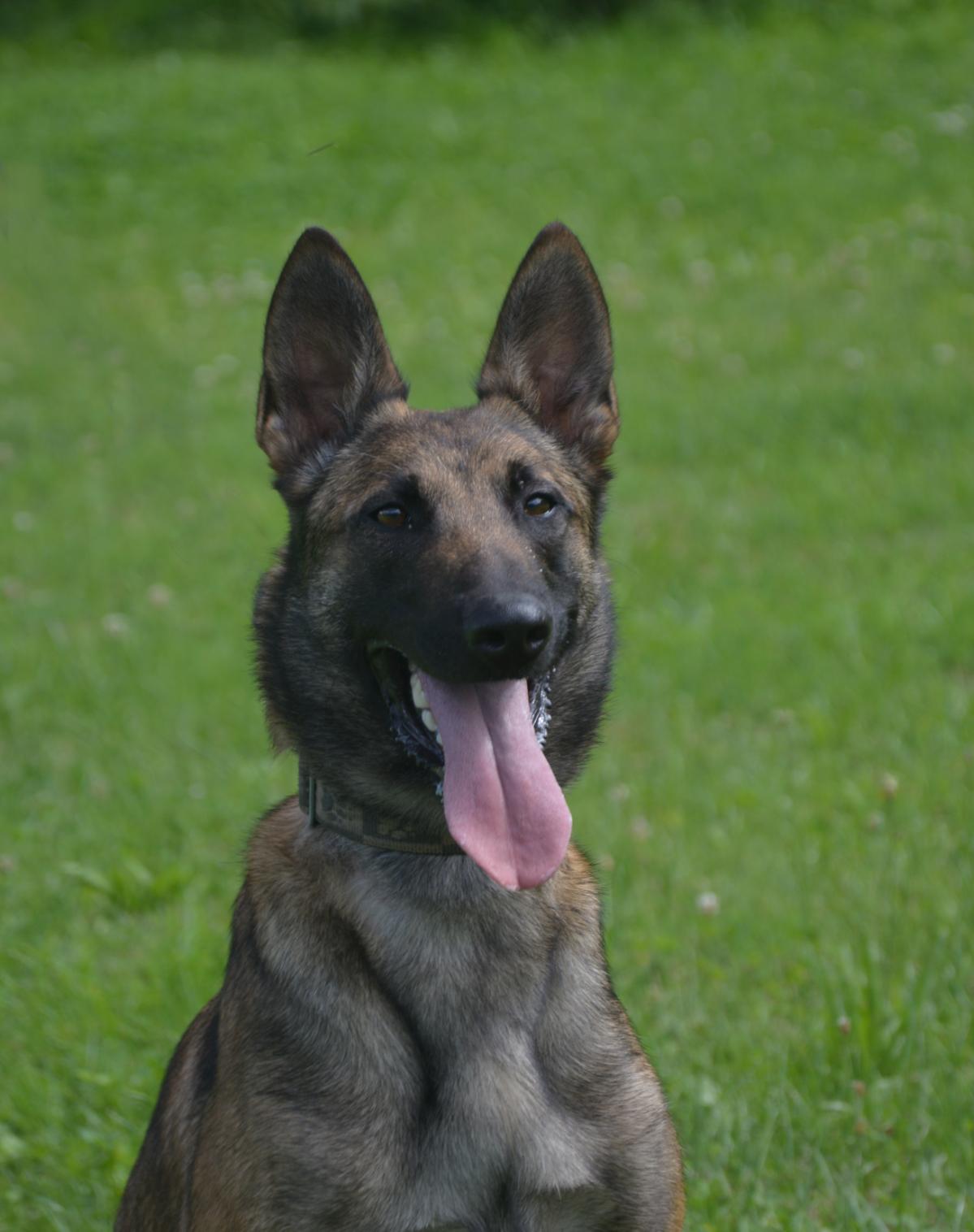 Belgian Malinois