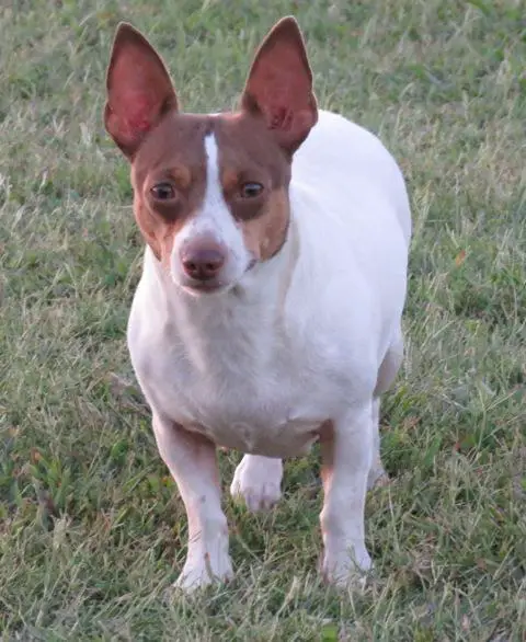 teddy roosevelt terrier