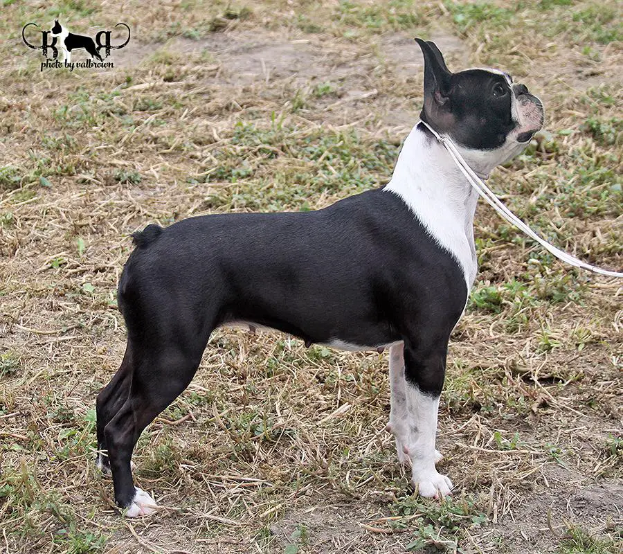 Boston Terrier