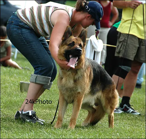 Kirchenwald german best sale shepherds