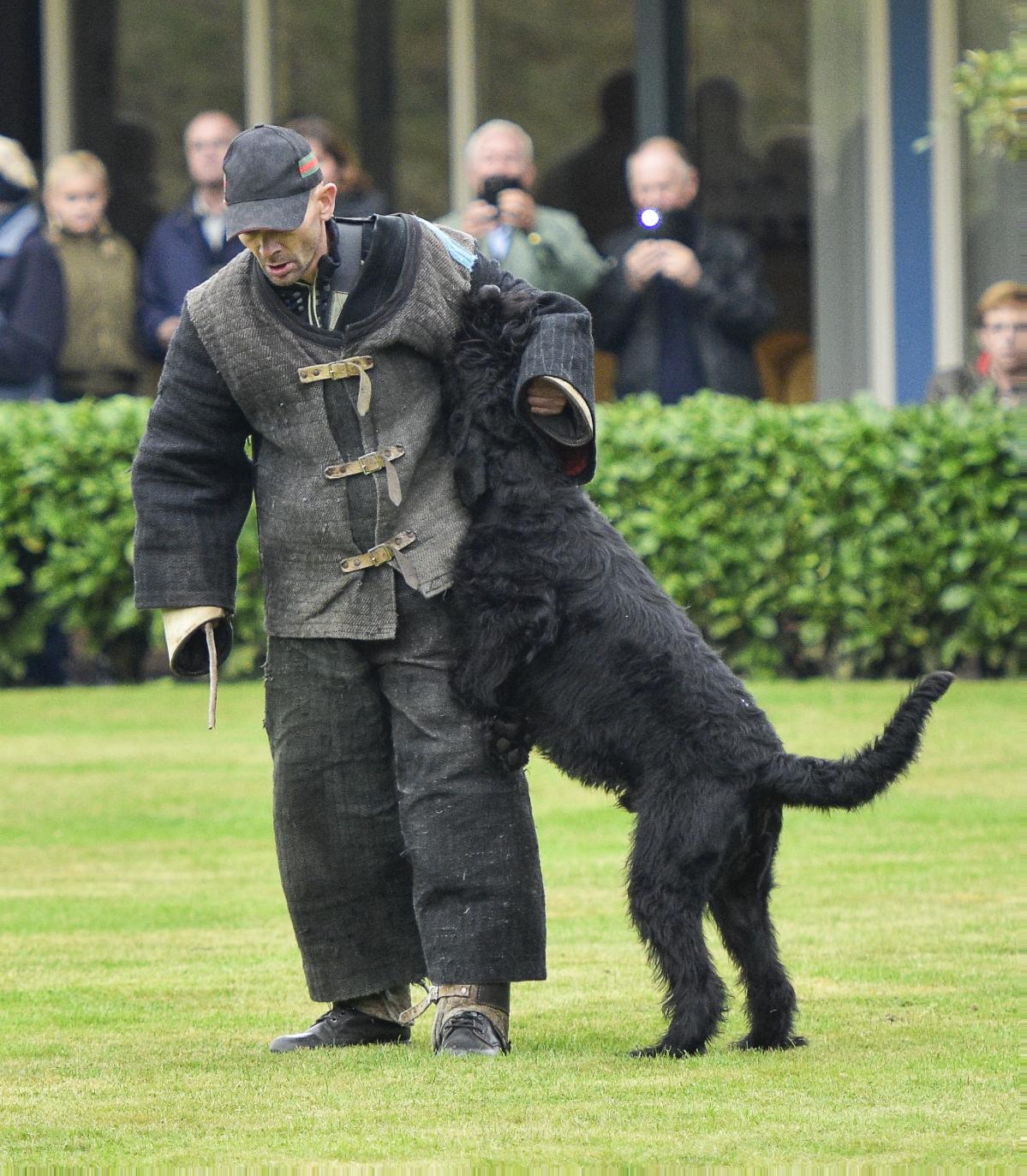 Giant shop schnauzer schutzhund