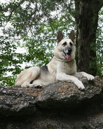 Rin tin tin bloodline puppies online for sale
