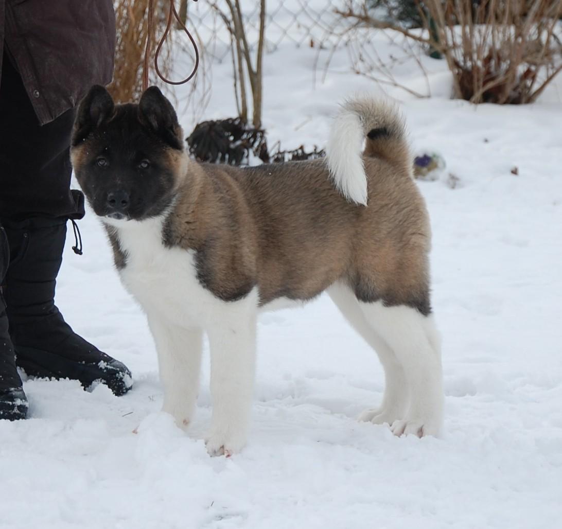 Akita